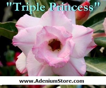 (image for) New Adenium \'Triple Princess\' 5 Seeds